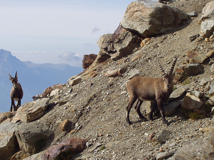 two brown antelopes beside mountain