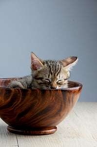 brown tabby kitten on brown bowl