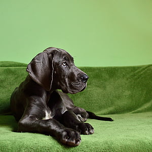 black great dane puppy prone lying on green sofa inside the room
