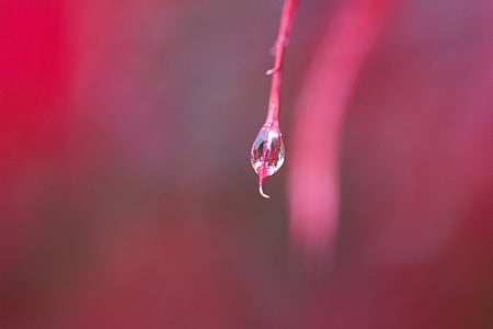 macro photography of water drop on red plant