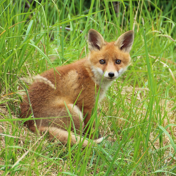 red fox sitting surrounded by green grass during daytime