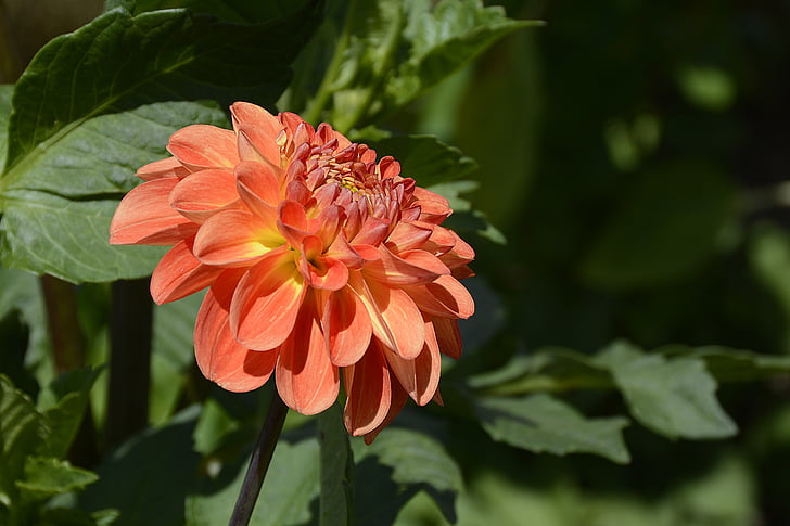orange-and-yellow petaled flower