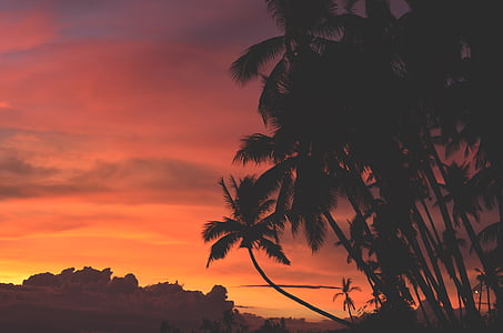 photo of palm trees during dusk