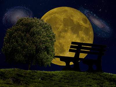 silhouette of bench near tree during nighttime