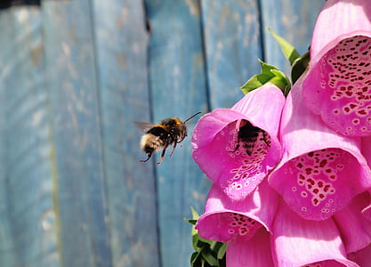 tilt-shift photography of yellow and black bee flying to pink flowers
