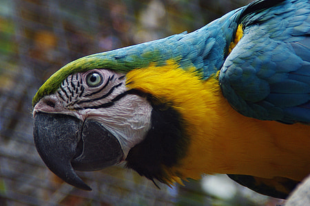 closeup photo of parrot