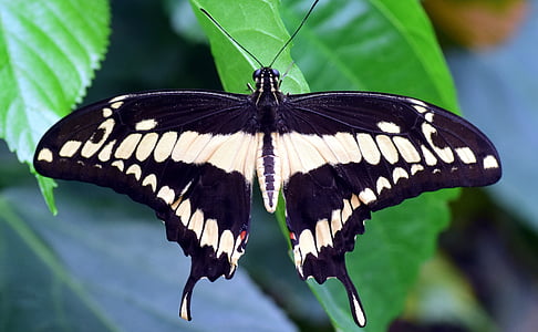 tiger swallowtail butterfly on green leaf