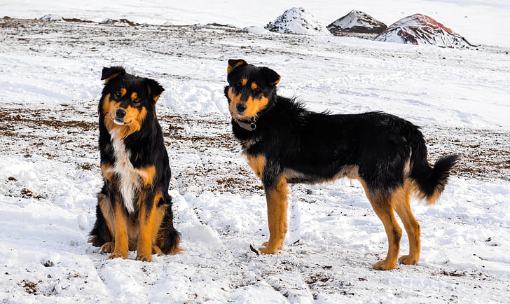two medium short-coated tan and black dogs