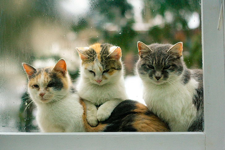 shallow focus photography of three Calico cats