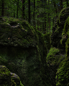 green mossy rocks near trees