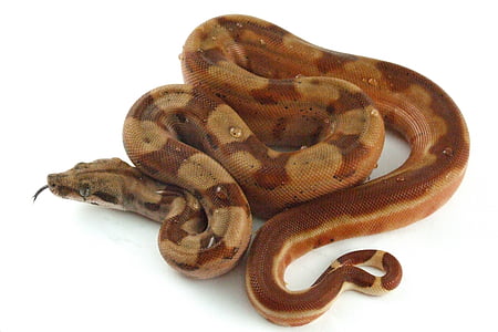brown Burmese python