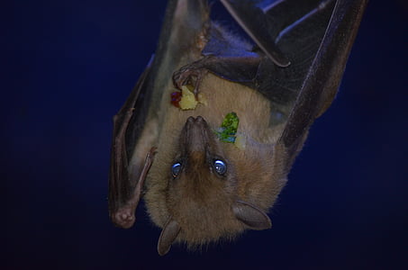 closeup photography of brown bat