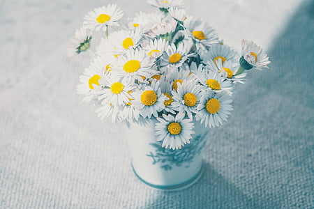 white daisy flower photo