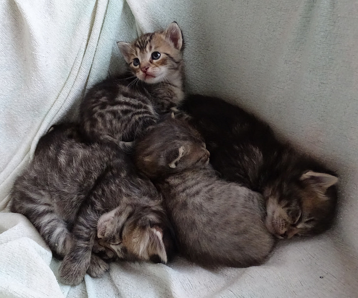 tabby kittens on bed