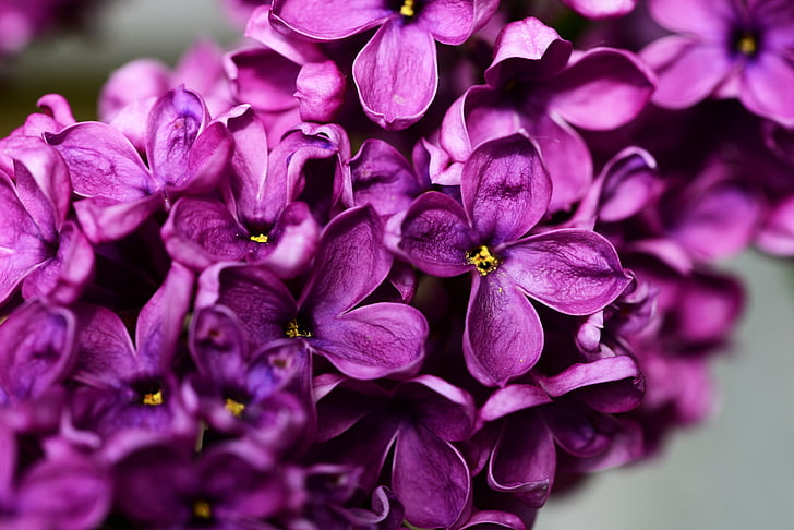 purple 4-petaled flowers