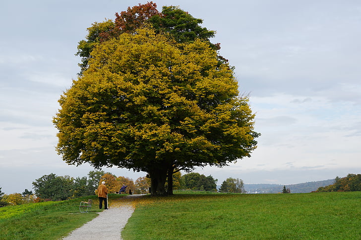 person walking near tree during daytime