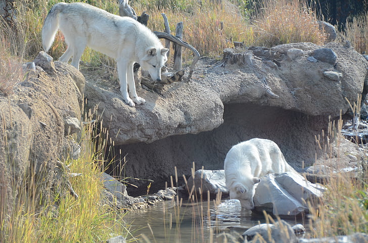 white wolf on river