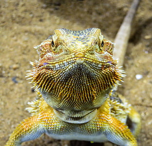 selective focus photography bearded dragon