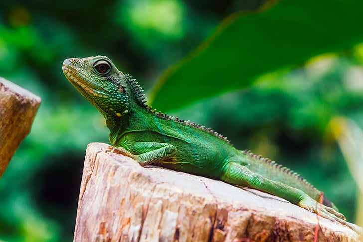 green lizard on top of log