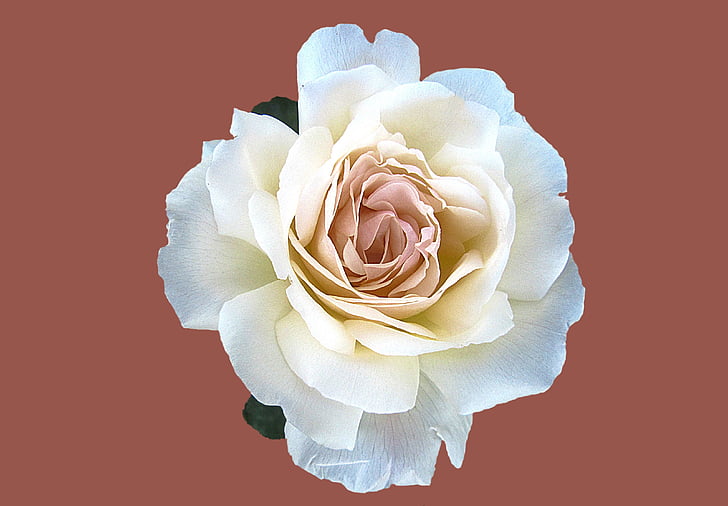 white and pink rose in bloom close up photo