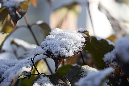 leaves covered with snow