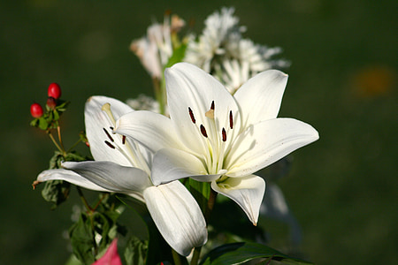 close up photo of white lilies in bloom at daytime
