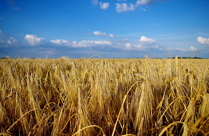 field, wheat, summer, landscape, grain, great plains