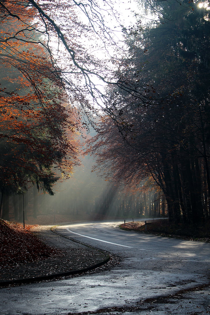 empty curved road surrounded with trees during day