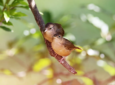 two brown birds on tree branch during daytime