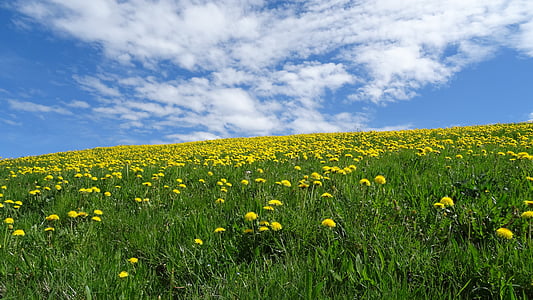 yellow dandelion flower field on hill at daytime