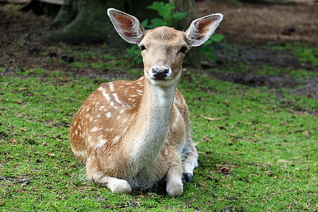 close-up photo of brown deer