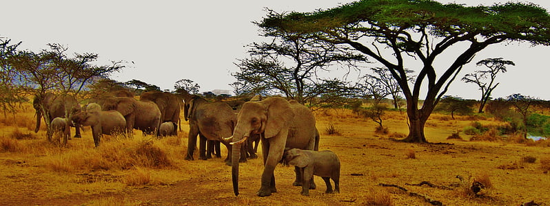 family of elephants in the wild
