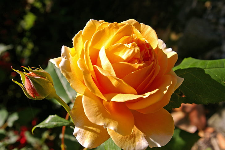 orange rose in bloom at daytime