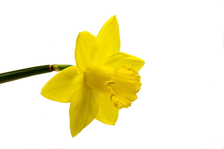 yellow daffodil flower macro photography