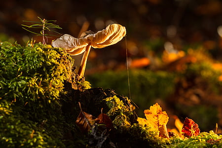 selective focus photography of fungus
