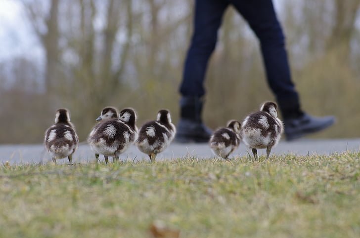 six black-and-white ducklings