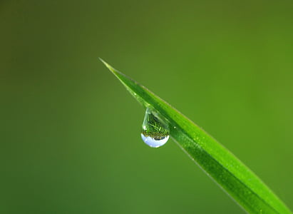 focused photo of a green leafed plant with drop of water