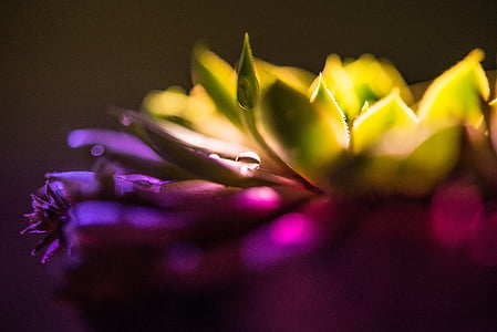 purple and green succulent plant closeup photography