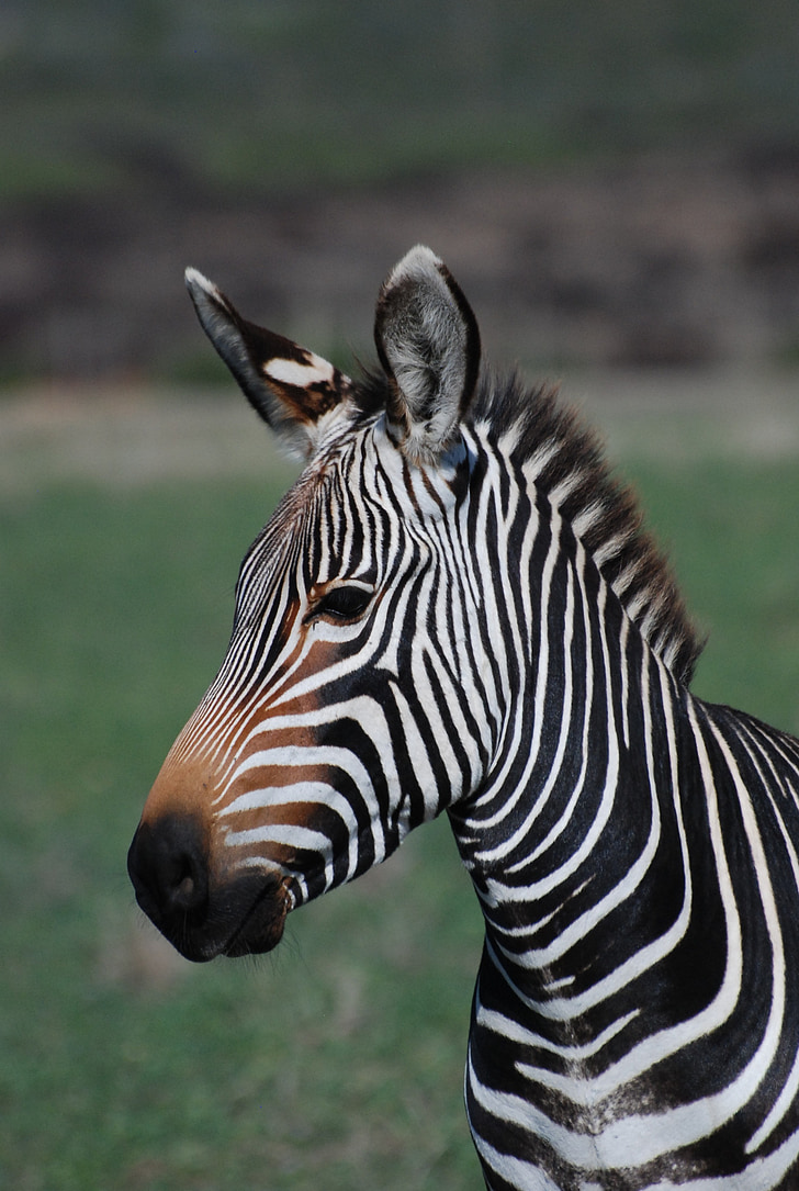 close up photo of zebra on field