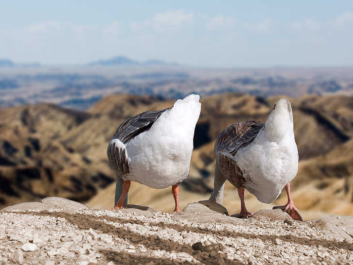 two white-and-black birds stand on rock