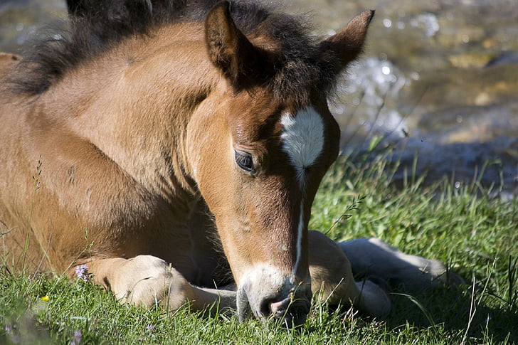 brown horse laying on grass