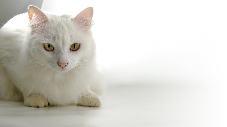 white cat on white panel
