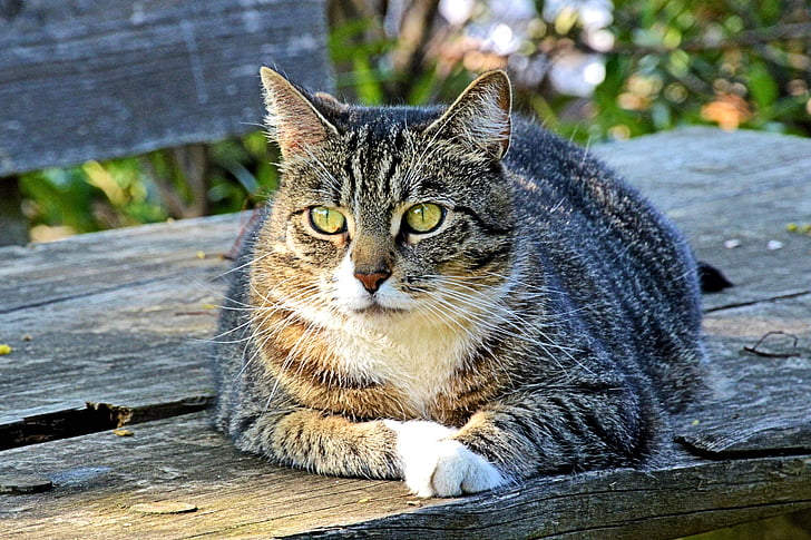 silver tabby cat lying on gray wooden bench