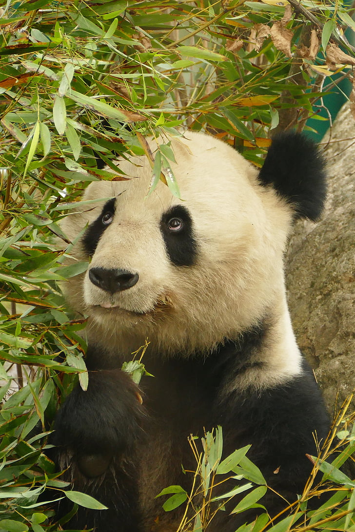 white and black panda under the bamboo grass