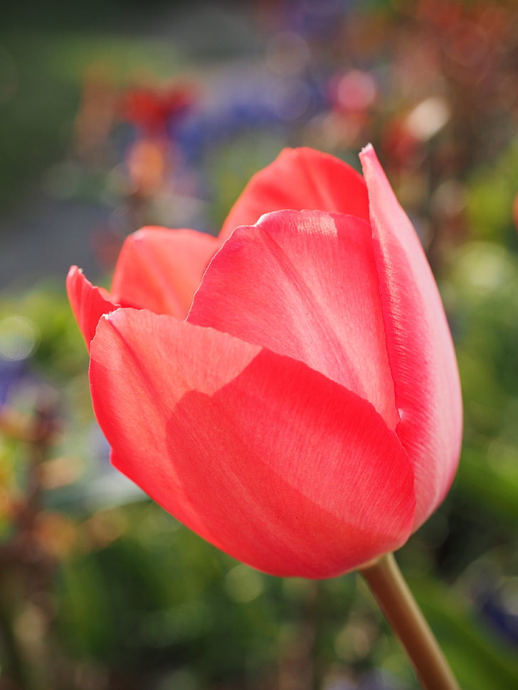 selective focus photography of red tulip flower