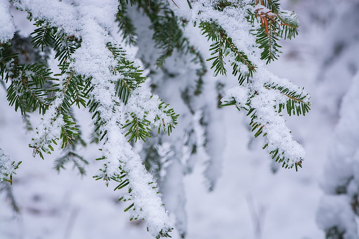 photo of snow coated tree