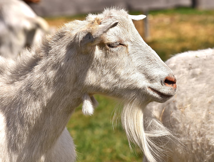 close-up photo of white goat