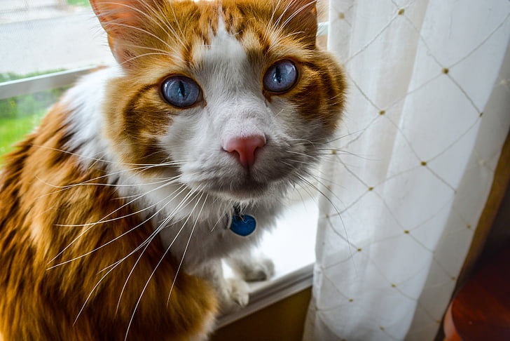short-haired orange and white cat