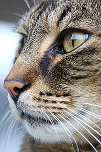 close-up photo of brown tabby cat's face