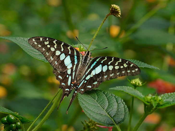 blue and black swallowtail butterfly on green leaf